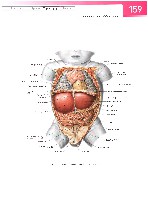 Sobotta  Atlas of Human Anatomy  Trunk, Viscera,Lower Limb Volume2 2006, page 166